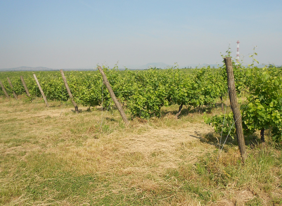 Lokking across the vineyards towards Badacsony